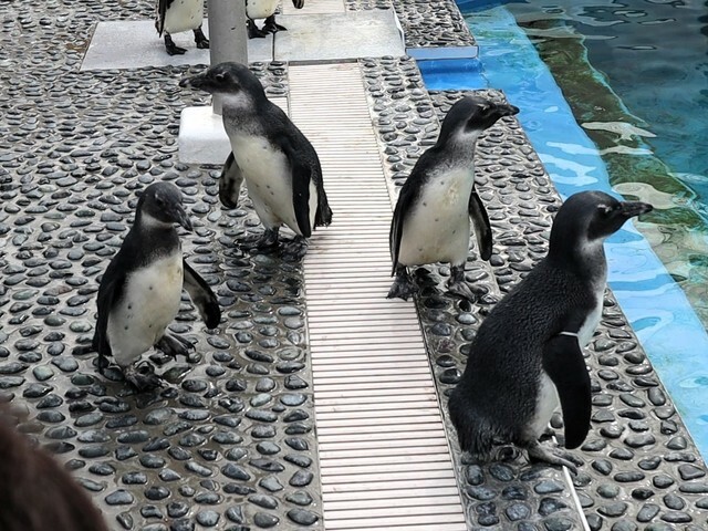 愛称が決まった4羽のケープペンギン（画像提供：四国水族館）