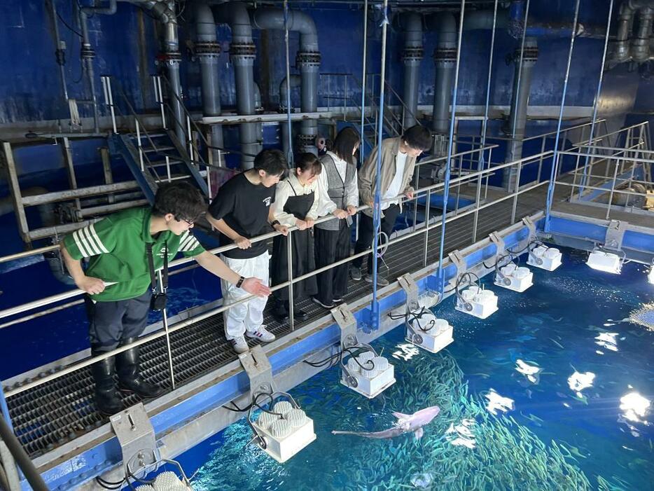 水族館の裏側を飼育員の解説付きで見学する「バックヤードツアー」(アクアワールド県大洗水族館提供)