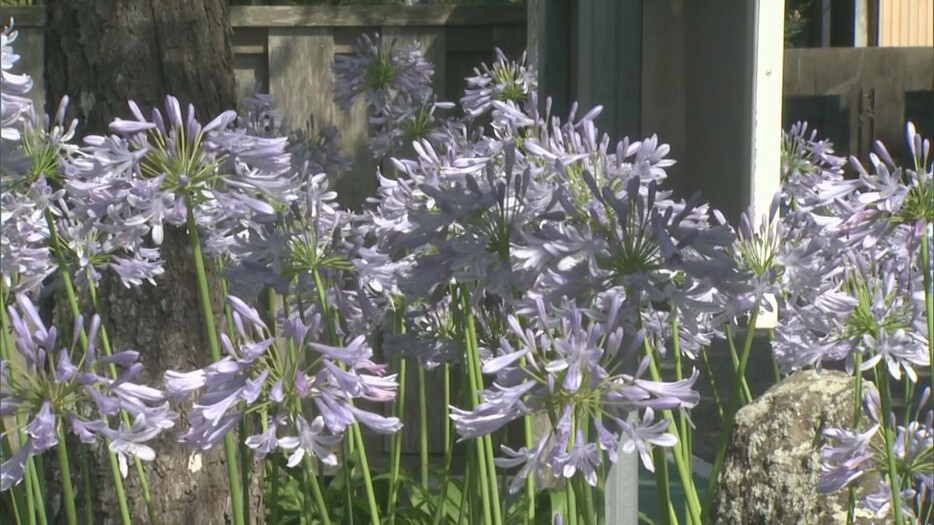 見頃を迎えたアガパンサスの花 三重県熊野市