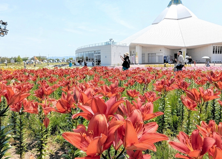 見頃を迎えたユリの花。鮮やかな赤色が青空に映えている＝6月12日、福井県坂井市春江町のゆりの里公園