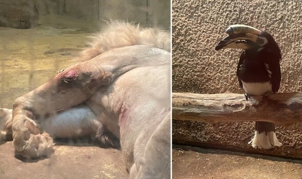 2月、大邱の室内テーマパーク動物園の動物たち。腹部と足に外傷が発見されたホワイトライオンのオス（左）と、くちばしが切られたサイチョウ=キム・ジスク記者