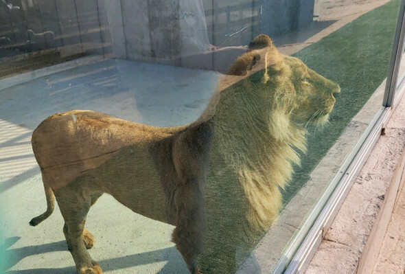 20日、慶尚南道金海市の釜慶動物園で飼育されていたメスのライオンが江原道江陵市のある私設動物園に移された。このライオンは昨年、忠清北道清州市の清州動物園に移されたライオン「パラミ」の子ども=釜山動物虐待防止連合提供