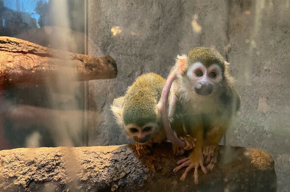 2月、大邱の室内テーマパーク動物園の動物たち=キム・ジスク記者