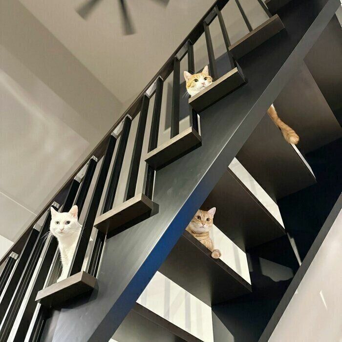 階段上から玄関を見つめる白猫のみるちゃん（左）、むぎちゃん（中央）、ふらぺさん（右）