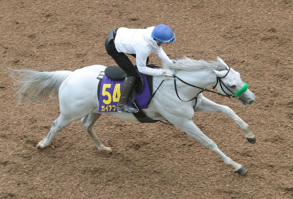 昨年の4着馬ガイアフォースが今年は大仕事をやってのけるか