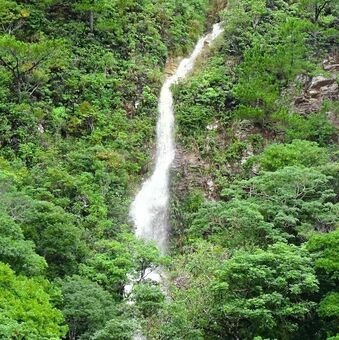 名護市の汀間集落の山から勢いよく流れ落ちる「幻の滝」＝１９日午後