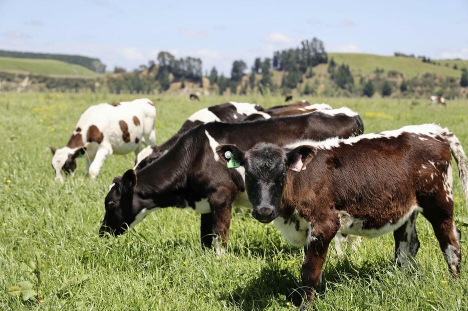 ニュージーランド・パーマストンノースで飼育されている牛＝2022年11月（共同）