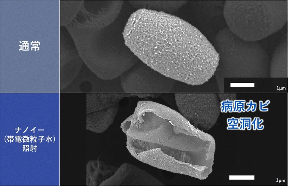 ナノイー(帯電微粒子水)照射後の病原カビ(出芽細胞)の形態変化(細胞壁を破壊)