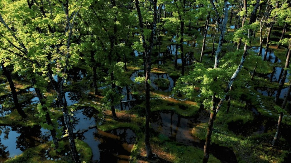 ▲ 約300本の樹々から木漏れ日が160以上の池に降り注ぐ、幻想的な「水庭」は四季折々の姿で人々を楽しませる