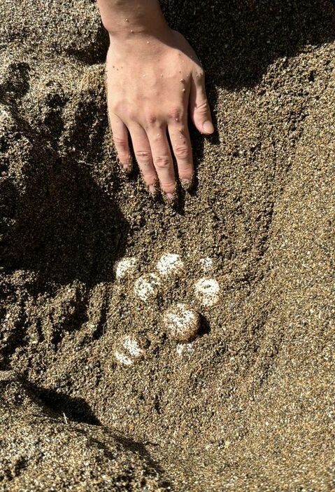 今季、千里の浜で初確認されたウミガメの卵（１０日、みなべ町山内で）＝和歌山県みなべ町教育委員会提供