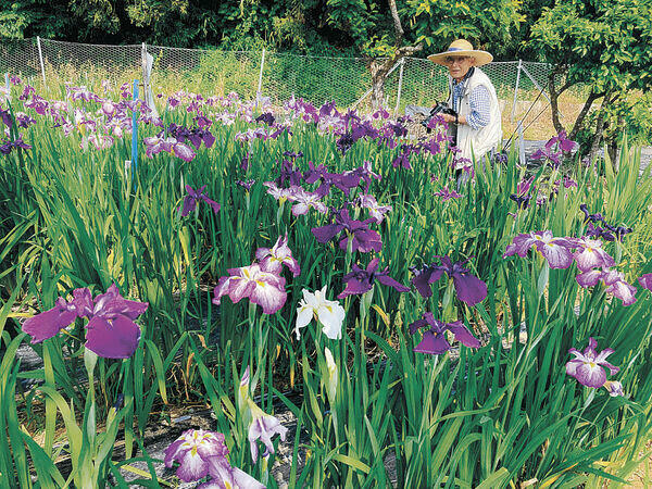 2万7千株のハナショウブが根付かなかった菖蒲園=加賀市中央公園