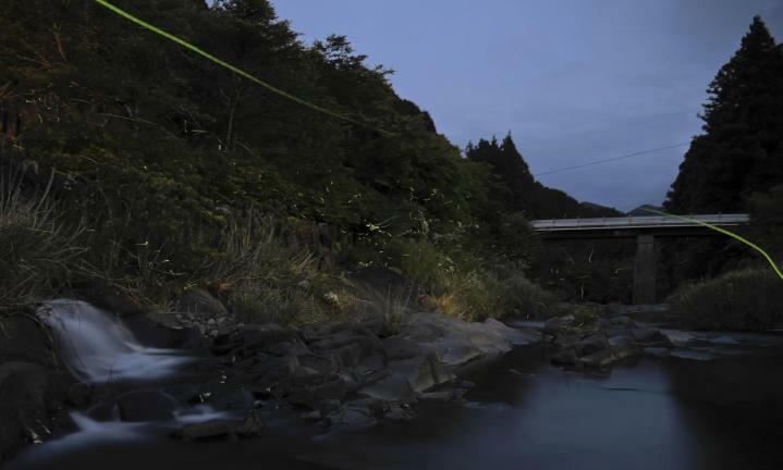 久万川が流れる県史跡の水路「仰西渠」周辺を舞うホタル（30秒の長時間露光で撮影した8枚を比較明合成）