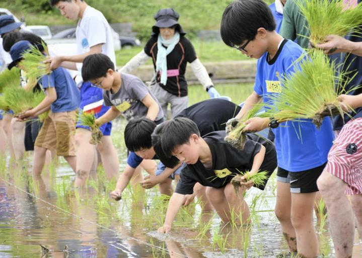 横一列になってもち米の苗を植え付ける子どもたち