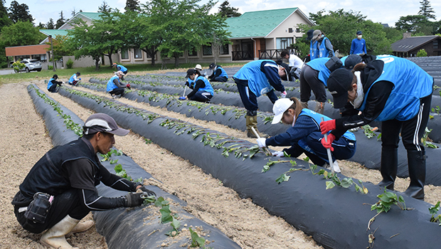 障害者と石川県立大の学生が一緒にさつまいもの苗を植えて交流