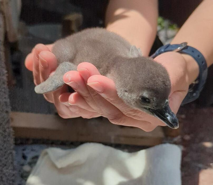 サンシャイン水族館で誕生したケープペンギンの赤ちゃん