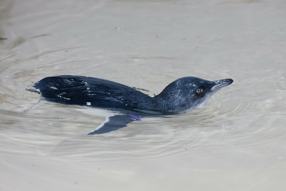 札幌市の水族館「ＡＯＡＯ　ＳＡＰＰＯＲＯ（アオアオサッポロ）」でフェアリーペンギンのひなが公開されている。４月に生まれ体重３３グラムから８１５グラムに成長し、元気に泳ぎ回っている＝１４日