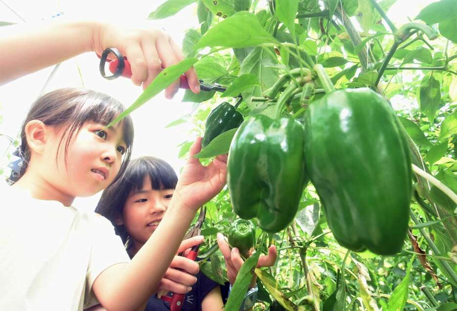 ピーマンを収穫する小学生＝１日、南さつま市加世田高橋