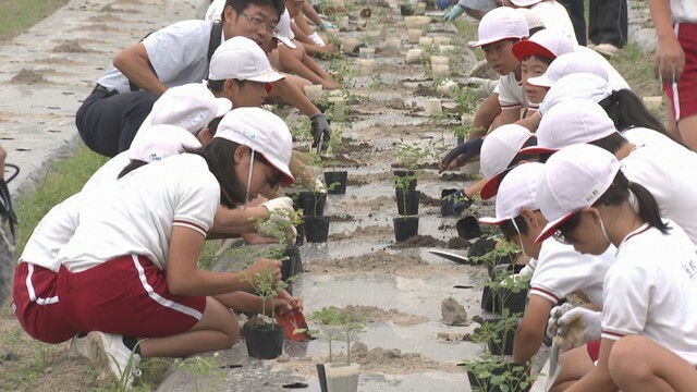 児童が150本のモリンガの苗を植える