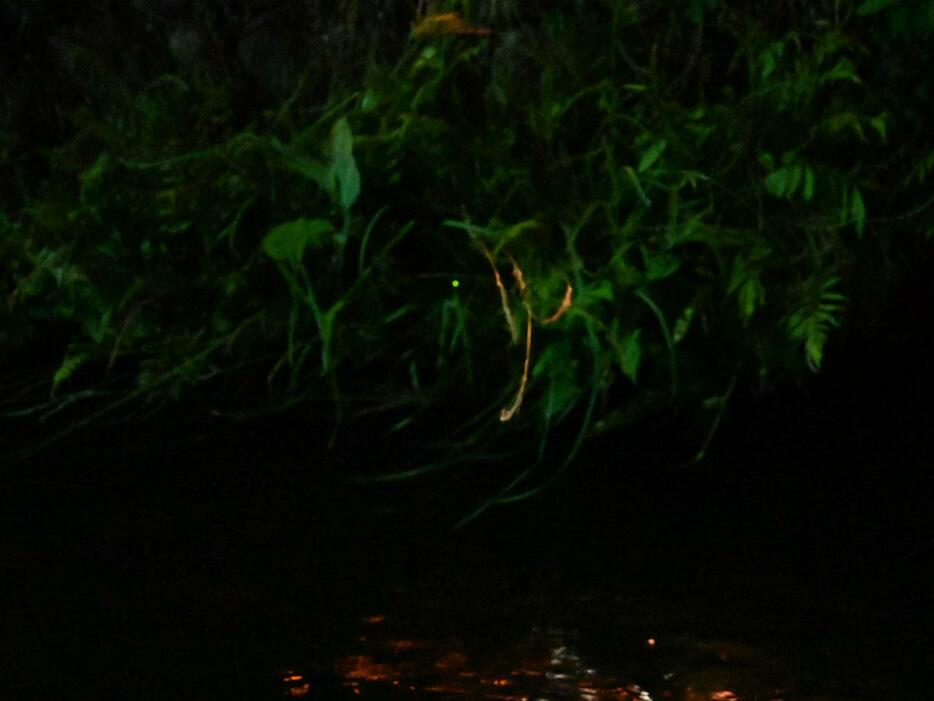 大久保堰の水面近くの草で光るホタル