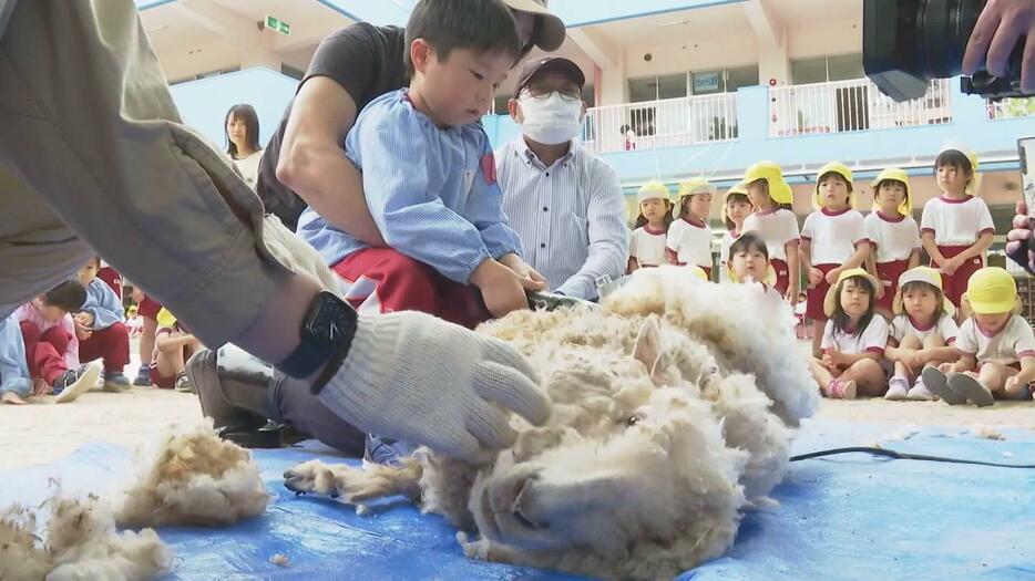 羊の衣替え 園児がお手伝い 広島・三次市