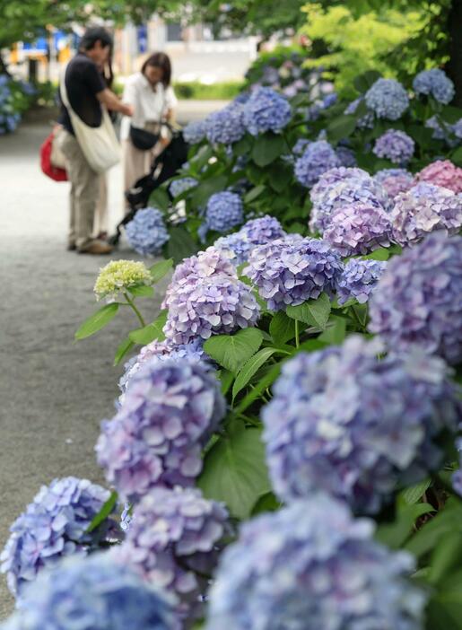 福岡市内の公園に咲くアジサイ。気象庁が山口県を含む九州北部が梅雨入りしたとみられると発表した＝17日午後