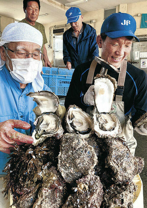 今年初めて水揚げされた天然岩ガキ=羽咋市の県漁協柴垣支所