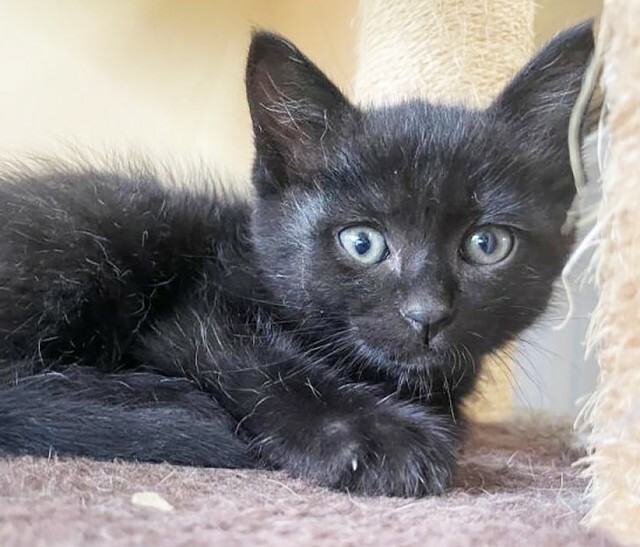 和歌山県内のとあるエリアで過ごす外猫から生まれた子猫・いちごちゃん