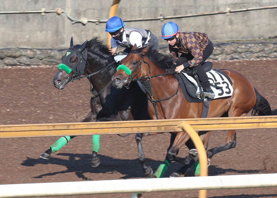 併せ馬を順調にこなしたジャスティンパレス（左）。右はソレイユヴィータ（カメラ・高橋　由二）