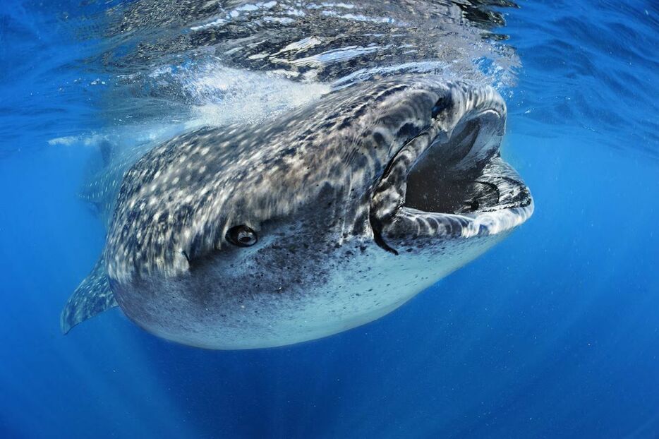 穏やかな海の巨人であるジンベエザメは、大きな口を開けて泳ぎ、プランクトンや小魚をかき集め、濾過して食べるが、今ではより複雑な狩りもすると考えられている。（PHOTOGRAPH BY BRIAN J. SKERRY）