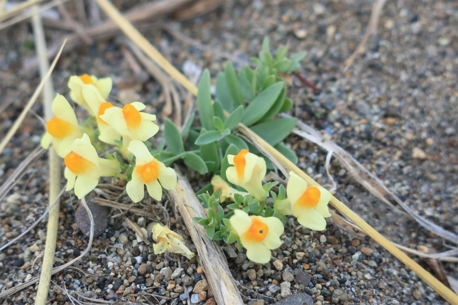 極小さな多年草の海蘭（ウンラン）