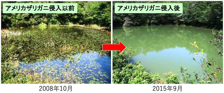 三重県伊賀市のアメリカザリガニによる環境の悪化事例（写真提供：苅部治紀・北野忠）