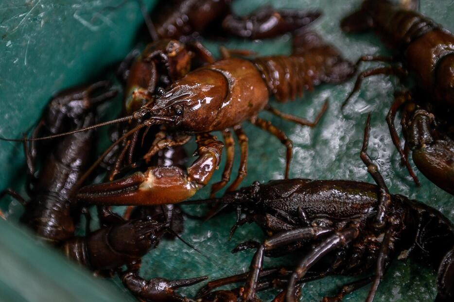 ウチダザリガニは北海道で「レイクロブスター」として流通しているほど、おいしい。北海道では特定外来生物に指定される前に漁業権が認められていたため、特例として今も漁業権が認められている