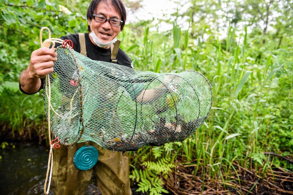 裏磐梯エコツーリズム協会の赤木進二は「最初の頃は一匹一匹全長を測っていたのですが素人のデータでは使えないと言われ、学者ごっこはやめました。今は防除が最優先です」と話す