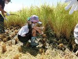 山形県の産地ツアーで稲刈りする小学生