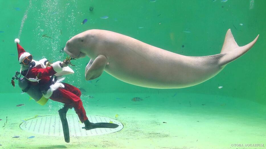 ジュゴンの「セレナ」（写真提供：鳥羽水族館）