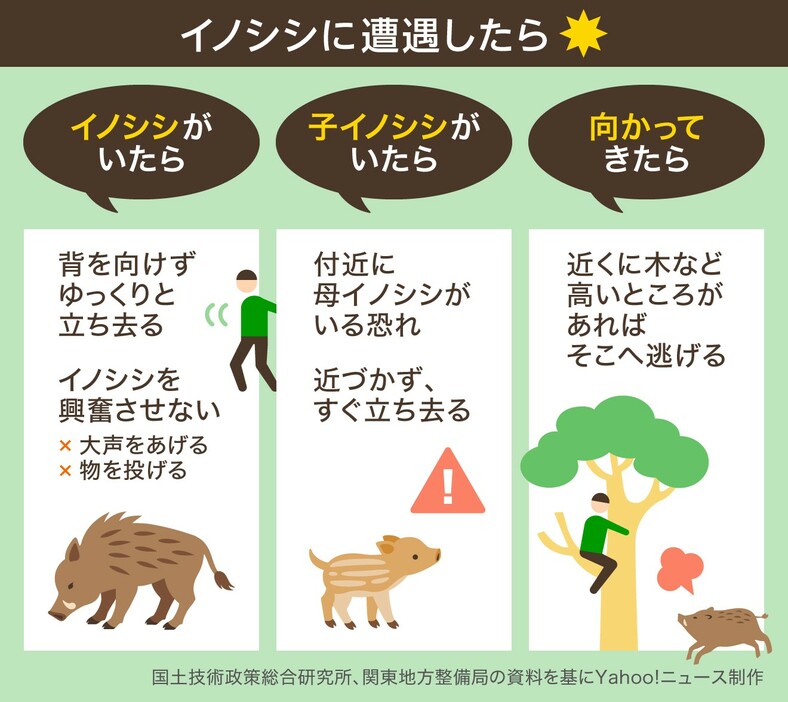 ［図解］イノシシに遭遇したときの対処法