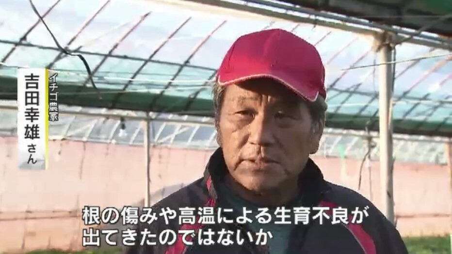 イチゴ農家　吉田幸雄さん