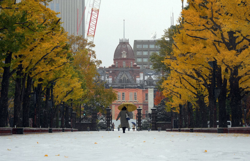 色付くイチョウと緑の葉が混在する中で積雪した札幌市内＝札幌市中央区で2024年11月7日午前10時33分、貝塚太一撮影