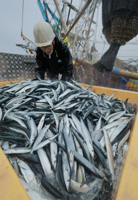 銚子漁港に初水揚げされたサンマ＝銚子市で2024年11月2日午前7時15分、近藤卓資撮影