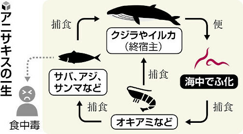 アニサキスの一生