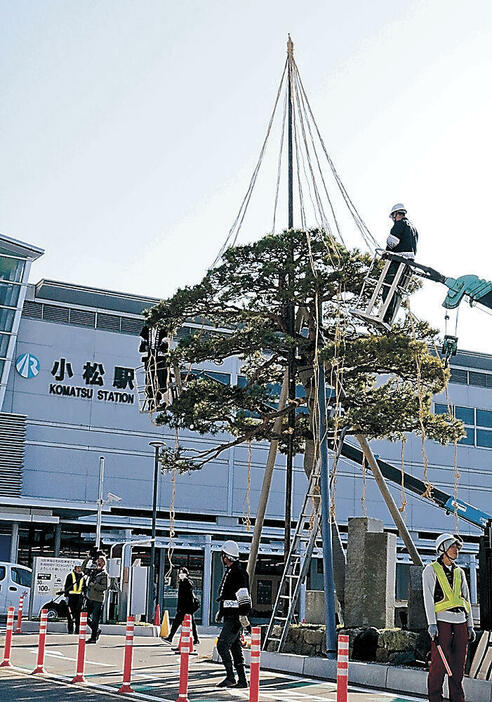 雪づりの作業が施されるアカマツ=小松駅西口広場