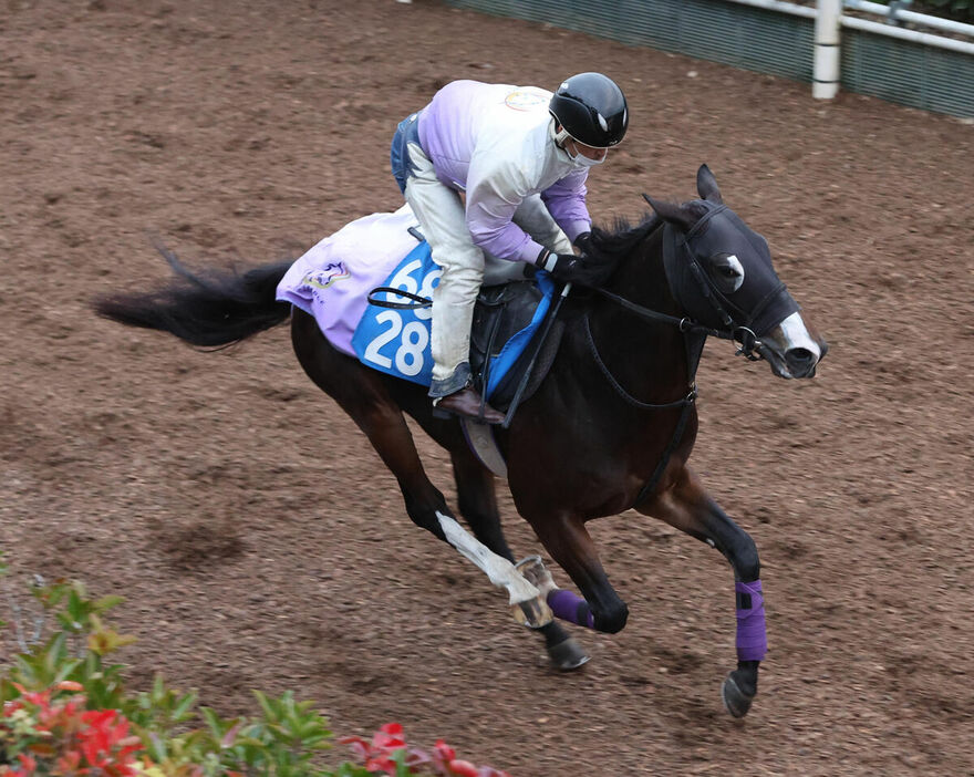 馬トク激走馬に算出されたカンチェンジュンガ