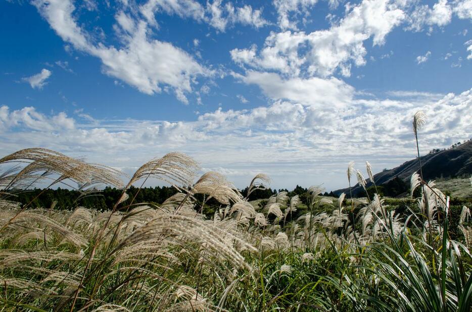 「秋のすすき鑑賞会」が行われている細野高原の風景