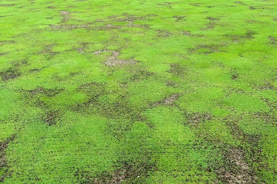 土壌が高温多湿によって藻状の病気になってしまったベントグリーン