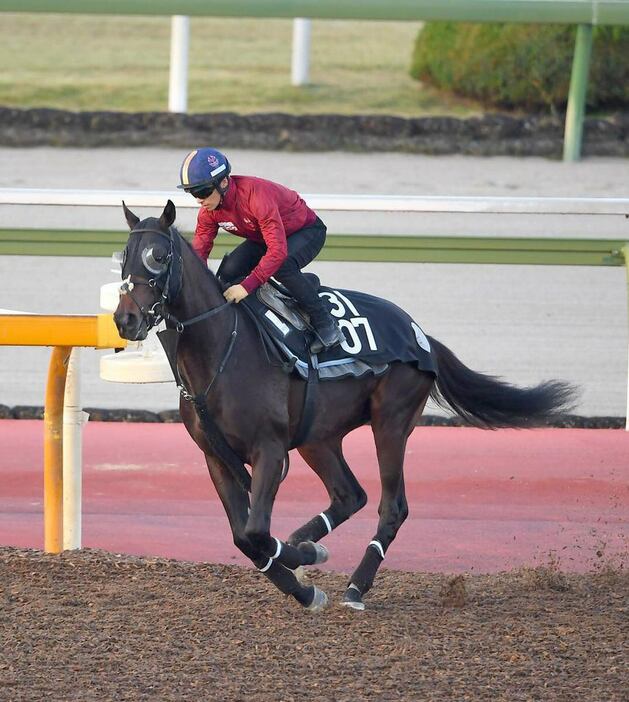 エリキング＝栗東トレセン（撮影・岩川晋也）