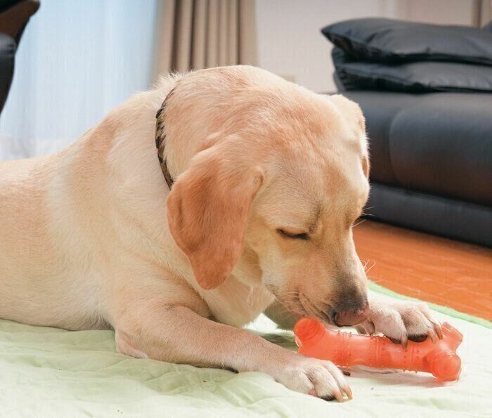 参考・写真／「いぬのきもち」2024年9月号『王道でもダメなら愛犬のタイプ別対策で 今度こそ！吠えを解決する！』