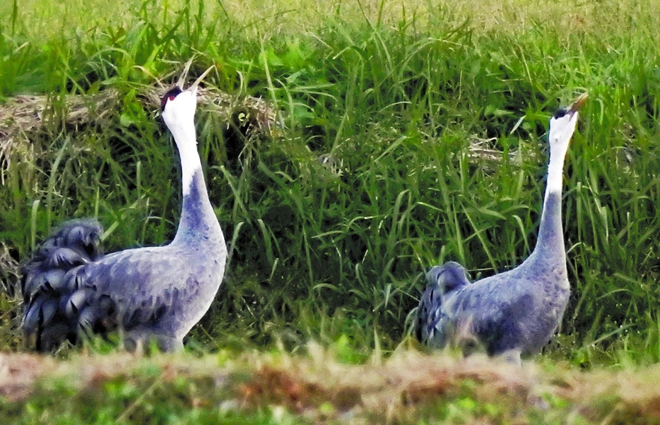 渡来第1陣となったナベヅルの成鳥2羽。上空を飛ぶ第2陣に向かって鳴いていた（4日撮影）