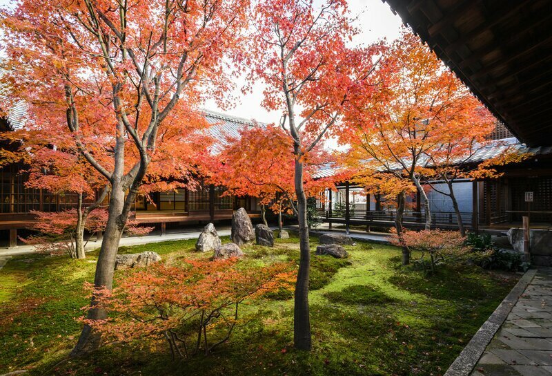 京都最古の禅寺「建仁寺」（東山区）潮音庭の紅葉。同寺院によれば「今年の見頃の予想は12月中旬」 写真提供：建仁寺