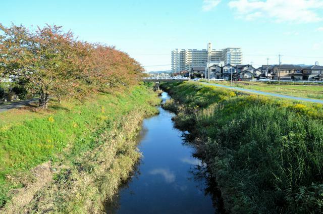 笠縫東小学校の5年生が階段の設置を求めている葉山川=2024年11月19日午後2時44分、滋賀県草津市平井3丁目、仲程雄平撮影