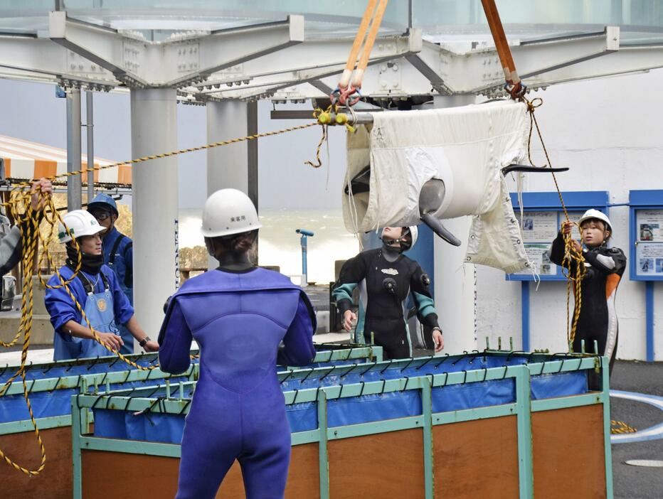 クレーンでつり上げられて越前松島水族館から運び出されるカマイルカ＝19日午前、福井県坂井市